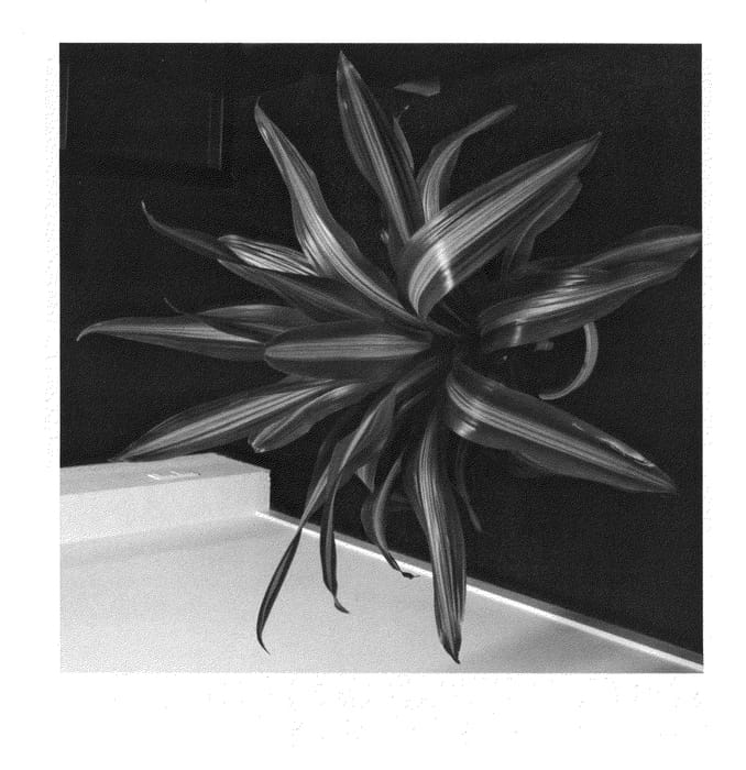 Figure 1 of US plant patent PP24682, the photograph of Reijdramas printed in the patent.