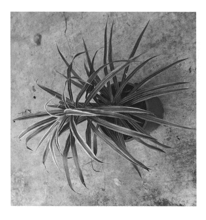 Figure 1 of US plant patent PP24683, the photograph of KKDR201203 printed in the patent.
