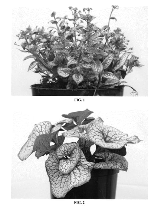 Figure 1 of US plant patent PP24684, the photograph of Sea Heart printed in the patent.