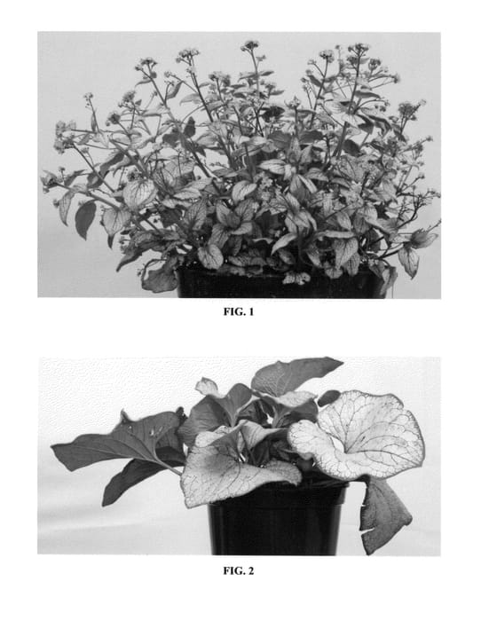 Figure 1 of US plant patent PP24685, the photograph of Silver Heart printed in the patent.