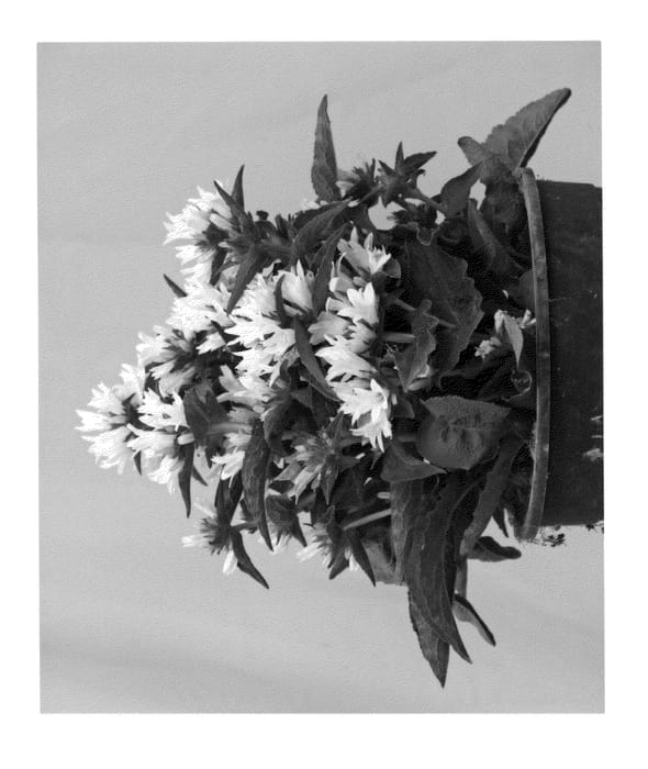 Figure 1 of US plant patent PP24686, the photograph of Allgentiw printed in the patent.