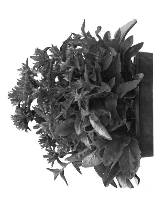 Figure 1 of US plant patent PP24687, the photograph of Allgentibl printed in the patent.