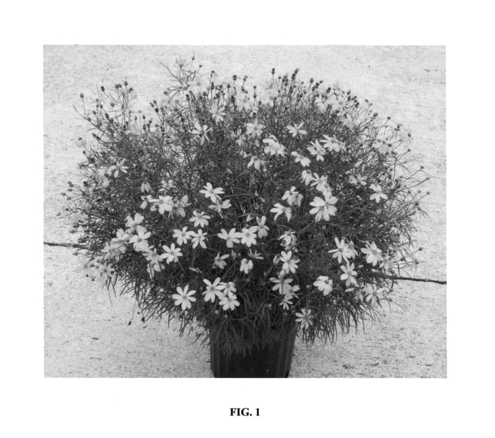 Figure 1 of US plant patent PP24688, the photograph of Electric Avenue printed in the patent.
