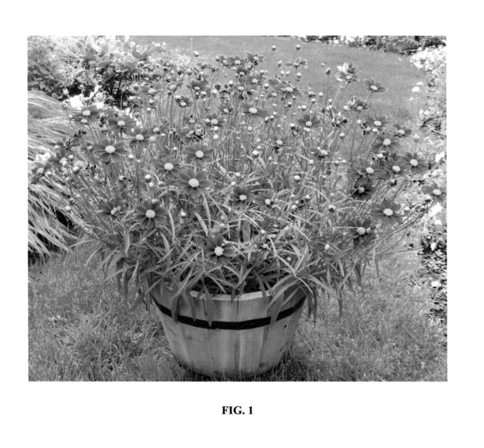 Figure 1 of US plant patent PP24689, the photograph of Mercury Rising printed in the patent.