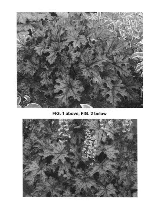 Figure 1 of US plant patent PP24690, the photograph of Cracked Ice printed in the patent.