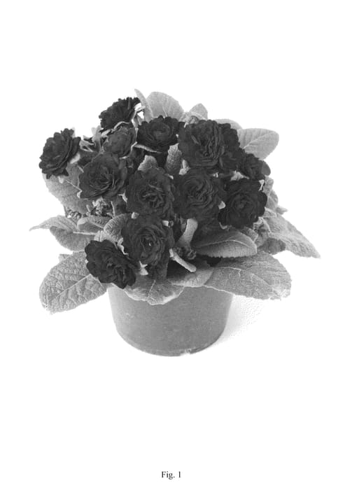 Figure 1 of US plant patent PP24691, the photograph of KERBELRED printed in the patent.