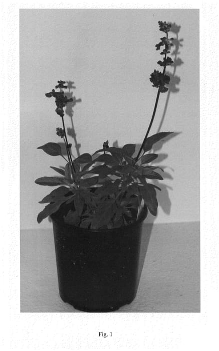 Figure 1 of US plant patent PP24692, the photograph of SCAPU14-0 printed in the patent.