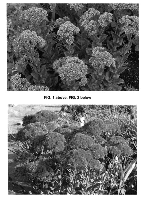 Figure 1 of US plant patent PP24693, the photograph of Thunderhead printed in the patent.