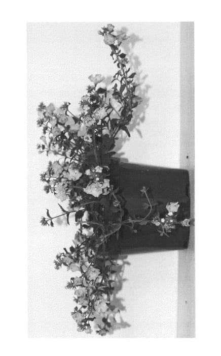 Figure 1 of US plant patent PP24694, the photograph of SBABB10-0 printed in the patent.