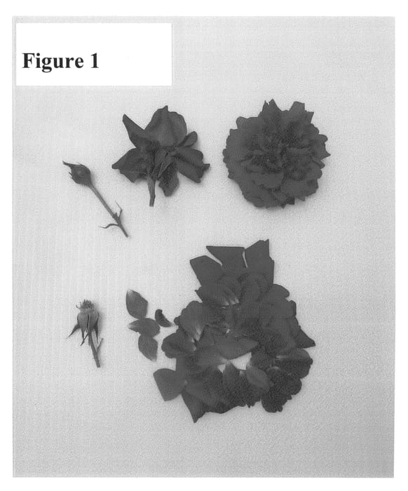 Figure 1 of US plant patent PP24695, the photograph of Poulcy014 printed in the patent.