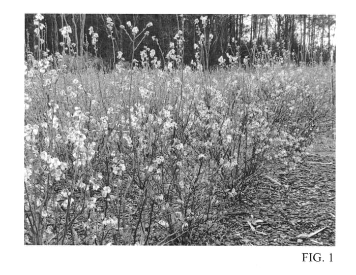 Figure 1 of US plant patent PP24696, the photograph of TH-819 printed in the patent.