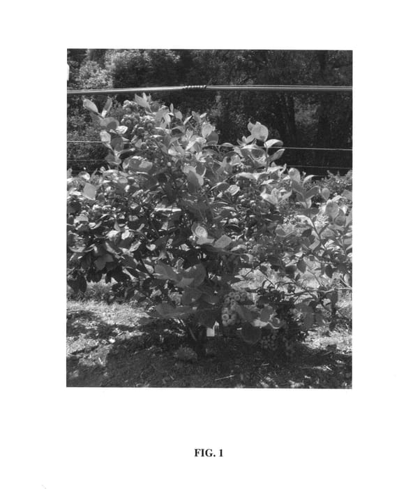 Figure 1 of US plant patent PP24697, the photograph of Top Shelf printed in the patent.