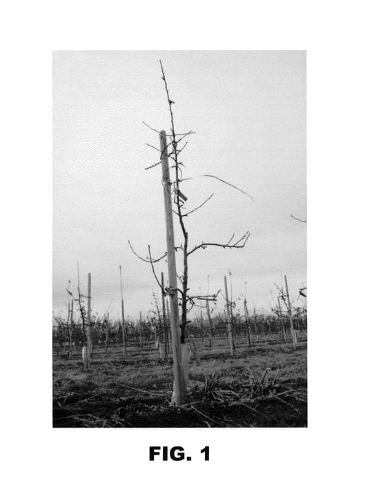 Figure 1 of US plant patent PP24698, the photograph of DS 41 printed in the patent.