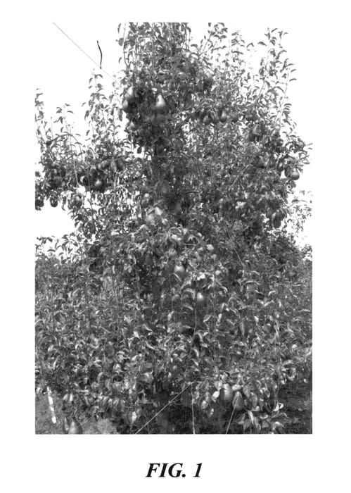 Figure 1 of US plant patent PP24699, the photograph of PremP33 printed in the patent.