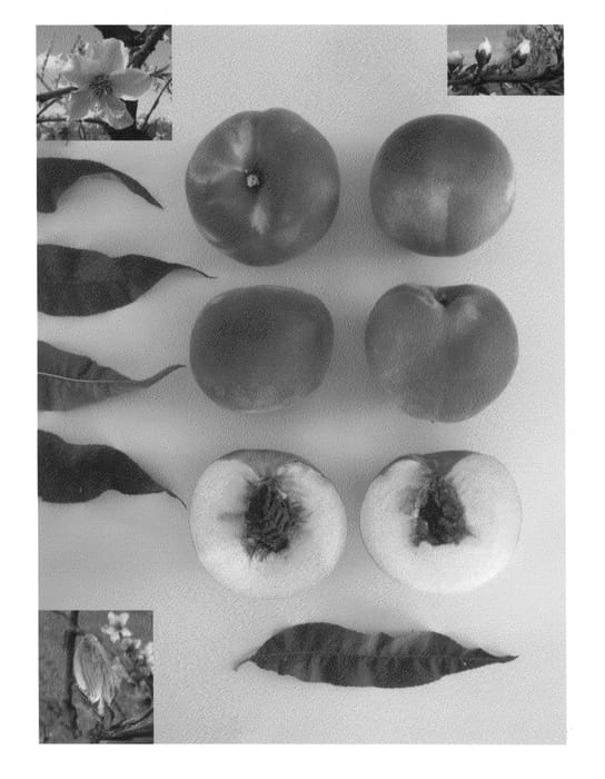Figure 1 of US plant patent PP24700, the photograph of Ice Queen printed in the patent.