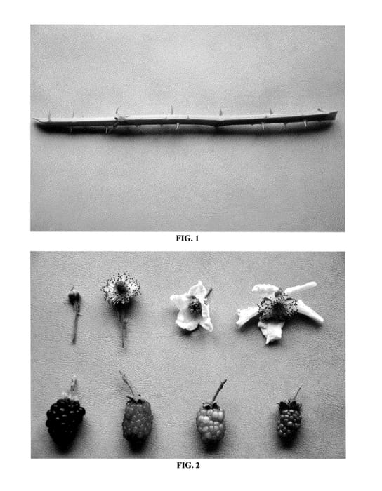 Figure 1 of US plant patent PP24701, the photograph of DrisBlackFive printed in the patent.