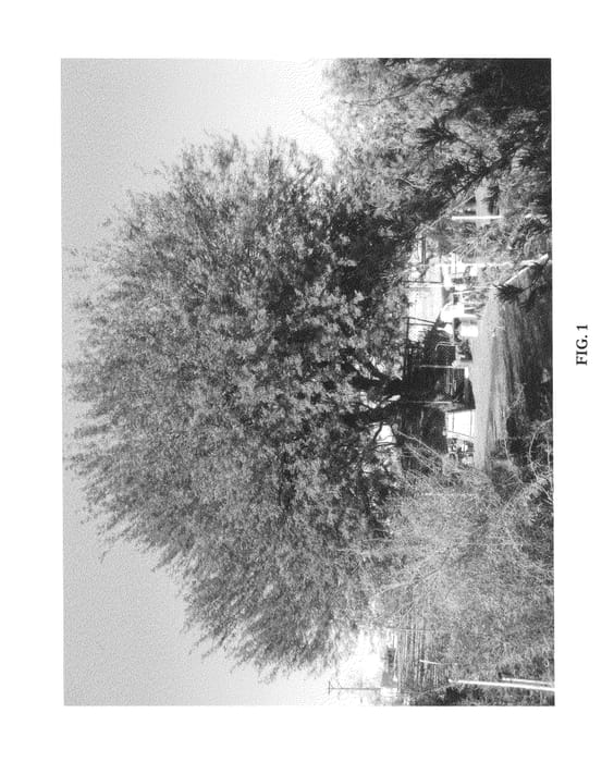 Figure 1 of US plant patent PP24702, the photograph of American Mesquite printed in the patent.