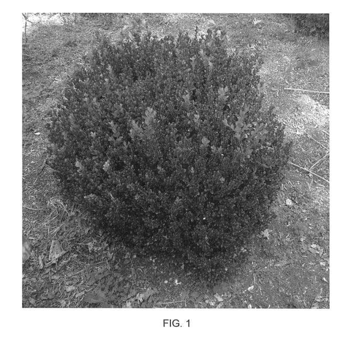 Figure 1 of US plant patent PP24703, the photograph of Little Missy printed in the patent.