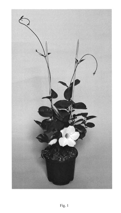 Figure 1 of US plant patent PP24704, the photograph of Patmandewi printed in the patent.