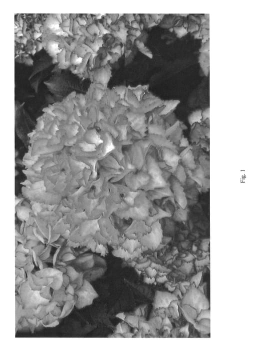 Figure 1 of US plant patent PP24705, the photograph of STMS1 printed in the patent.