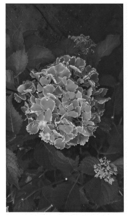 Figure 1 of US plant patent PP24706, the photograph of Sandy Summer printed in the patent.