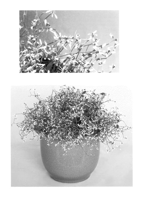 Figure 1 of US plant patent PP24708, the photograph of UNIEUP-1 printed in the patent.