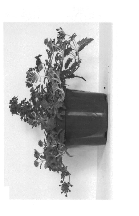 Figure 1 of US plant patent PP24709, the photograph of VVIDR15-0 printed in the patent.