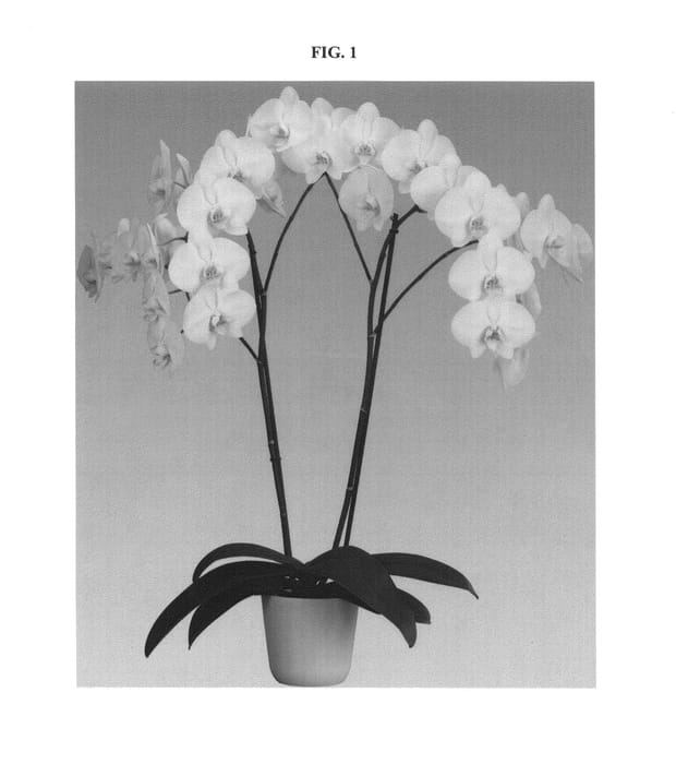 Figure 1 of US plant patent PP24710, the photograph of Winterday printed in the patent.