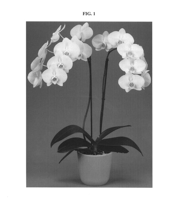 Figure 1 of US plant patent PP24711, the photograph of Sugarbowl printed in the patent.