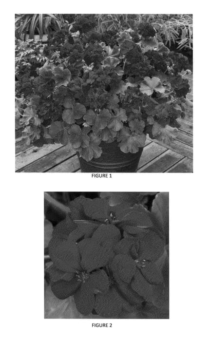 Figure 1 of US plant patent PP24712, the photograph of PEQZ0004 printed in the patent.