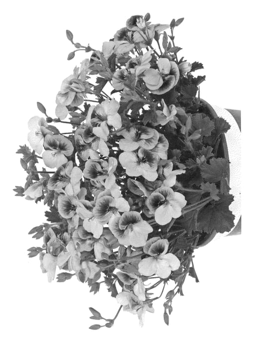 Figure 1 of US plant patent PP24713, the photograph of Kuegrapilav printed in the patent.