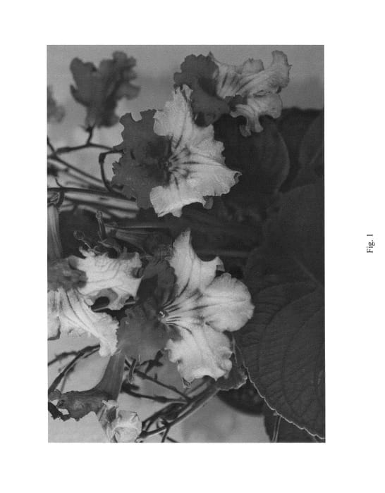 Figure 1 of US plant patent PP24714, the photograph of SLSPC16-0 printed in the patent.