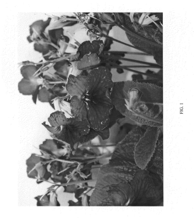 Figure 1 of US plant patent PP24715, the photograph of SLSBV08-0 printed in the patent.
