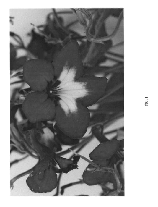 Figure 1 of US plant patent PP24716, the photograph of SLSDB17-0 printed in the patent.