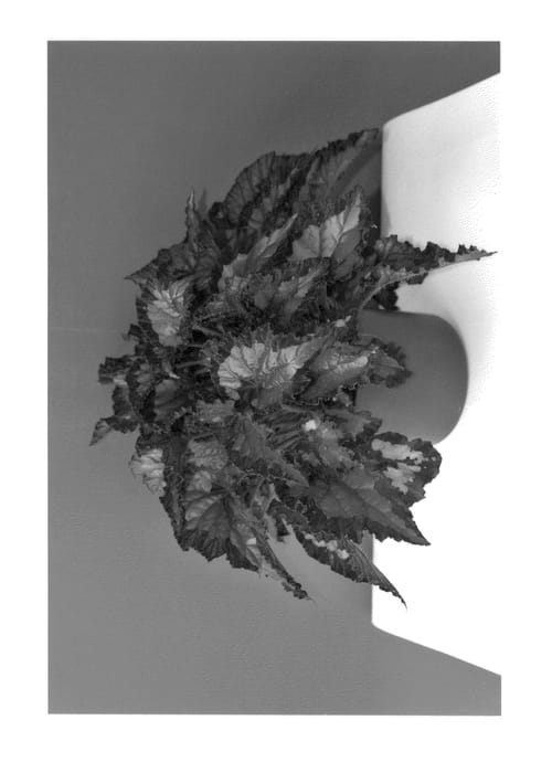 Figure 1 of US plant patent PP24717, the photograph of KRBELIN02 printed in the patent.