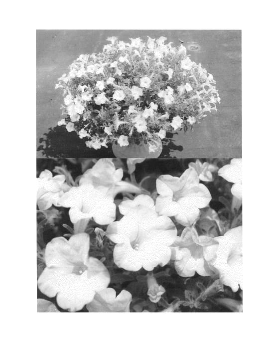 Figure 1 of US plant patent PP24718, the photograph of Sunrurf Grihuti printed in the patent.