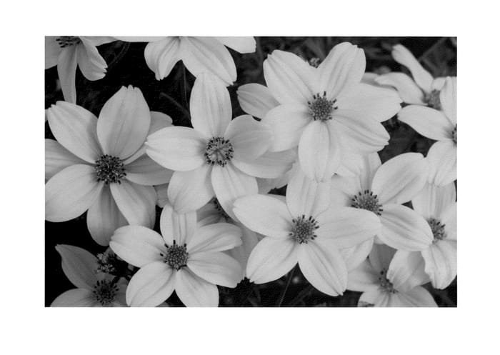 Figure 1 of US plant patent PP24719, the photograph of KLEBF11764 printed in the patent.