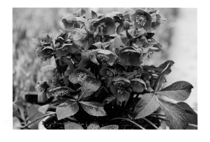 Figure 1 of US plant patent PP24720, the photograph of ABCRD02 printed in the patent.