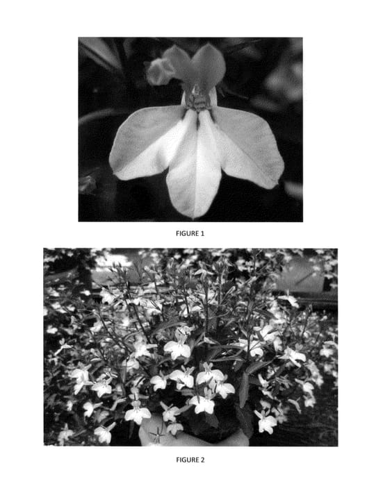 Figure 1 of US plant patent PP24721, the photograph of LOBZ0004 printed in the patent.