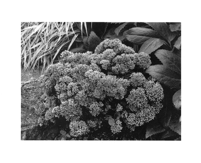 Figure 1 of US plant patent PP24722, the photograph of Dynomite printed in the patent.