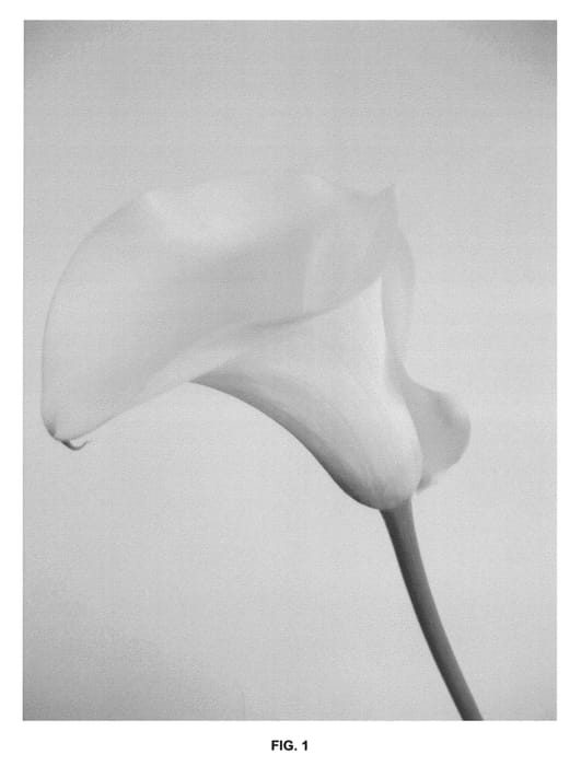 Figure 1 of US plant patent PP24723, the photograph of Amarillo BLZ printed in the patent.