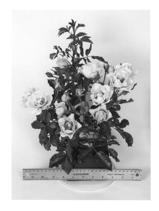 Figure 1 of US plant patent PP24724, the photograph of PEJamore printed in the patent.