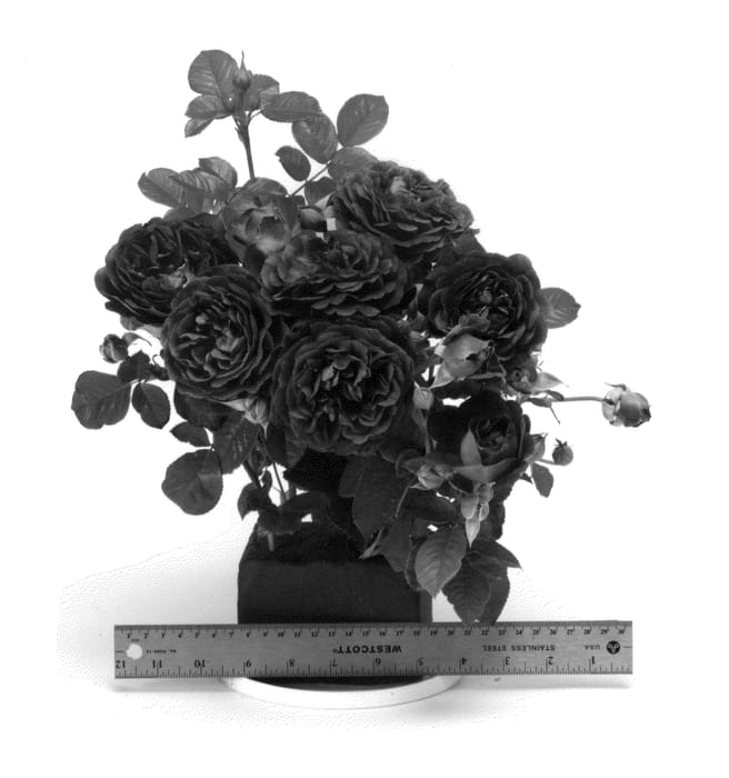 Figure 1 of US plant patent PP24725, the photograph of WEKebtidere printed in the patent.