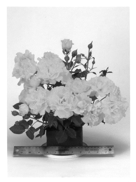 Figure 1 of US plant patent PP24726, the photograph of WEKjunjuc printed in the patent.