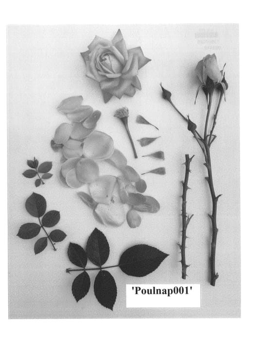 Figure 1 of US plant patent PP24727, the photograph of Poulnap001 printed in the patent.