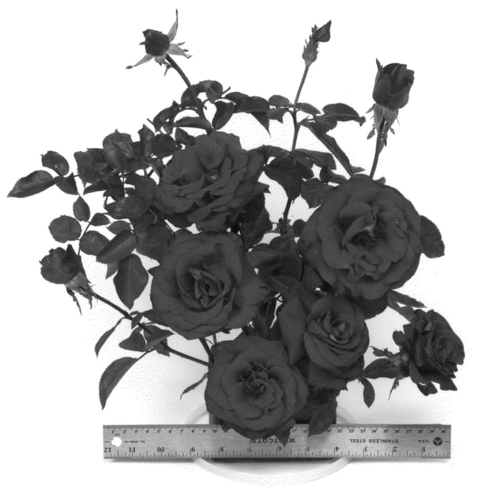 Figure 1 of US plant patent PP24728, the photograph of WEKcisfrabo printed in the patent.