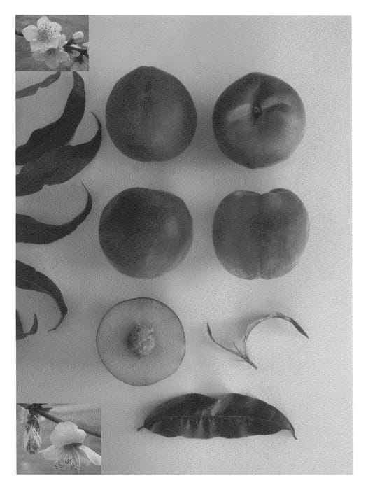 Figure 1 of US plant patent PP24729, the photograph of Red Princess printed in the patent.