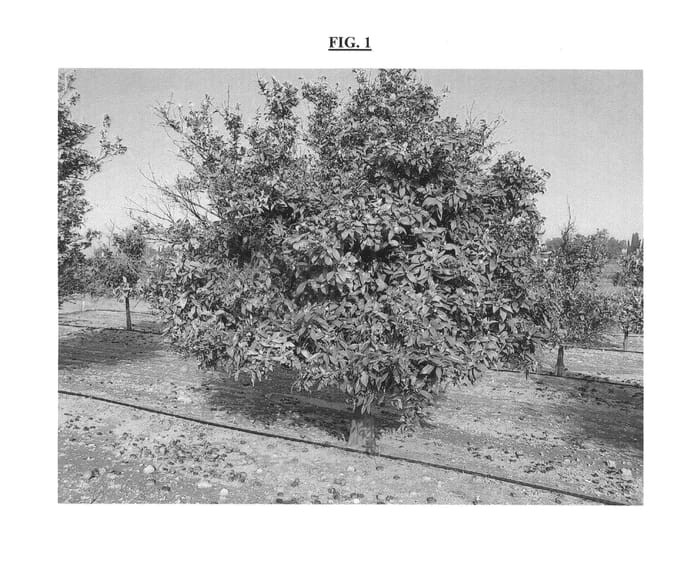 Figure 1 of US plant patent PP24730, the photograph of ODEM printed in the patent.