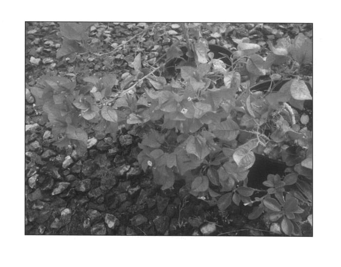 Figure 1 of US plant patent PP24731, the photograph of IREBABS3 printed in the patent.