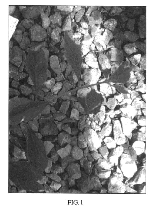 Figure 1 of US plant patent PP24732, the photograph of IREBABS4 printed in the patent.